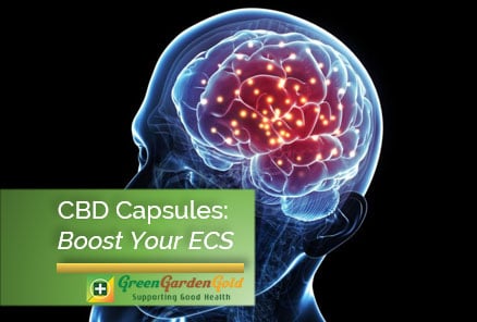 CBD Capsules: Boost Your Endocannabinoid System