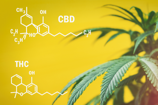 What's the difference between CBD and THC